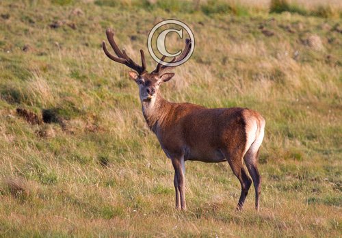 Red Stag in Velvet DM0787
